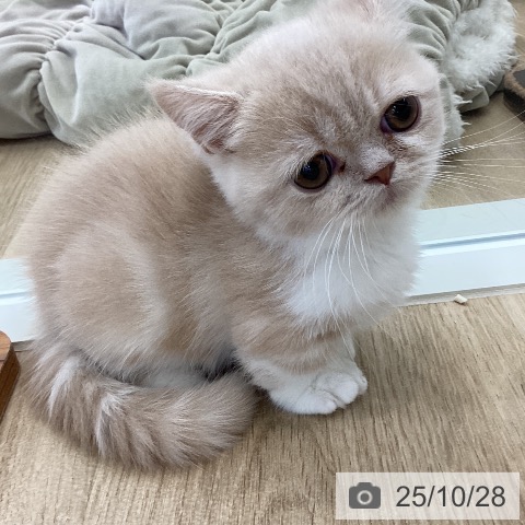 ミヌエットの写真