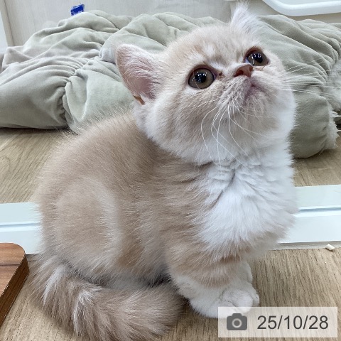 ミヌエットの写真