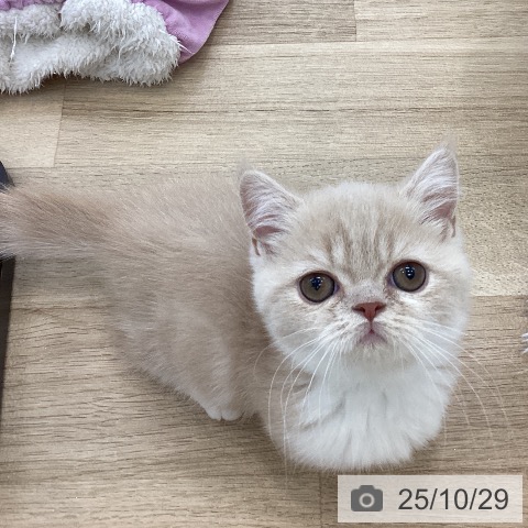 ミヌエットの写真