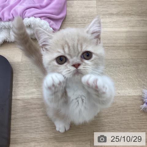 ミヌエットの写真