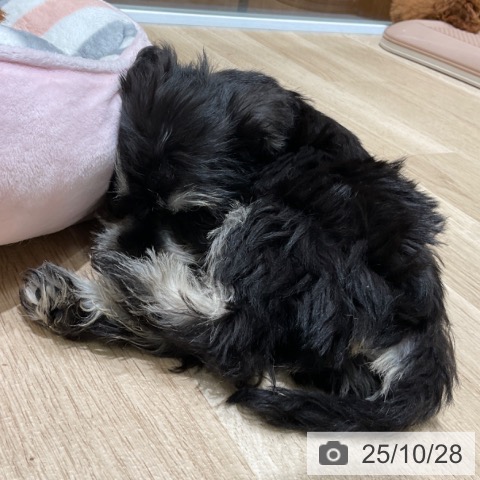 ミニチュア・シュナウザーの写真