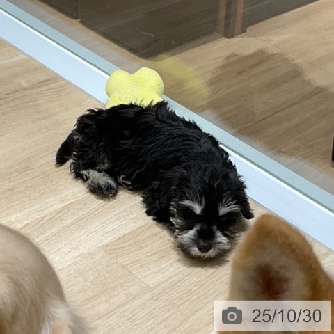 ミニチュア・シュナウザーの写真