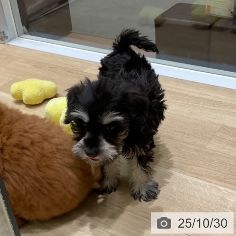 ミニチュア・シュナウザーの写真