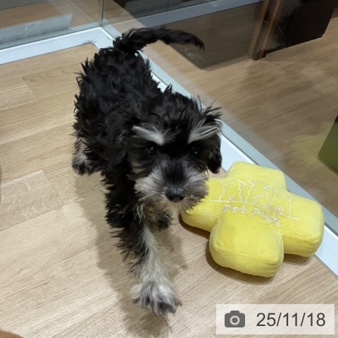 東京都のミニチュアシュナウザー (ペットプラス 日の出店/2025年8月28日生まれ/女の子/ブラックシルバー)の子犬の4枚目の画像