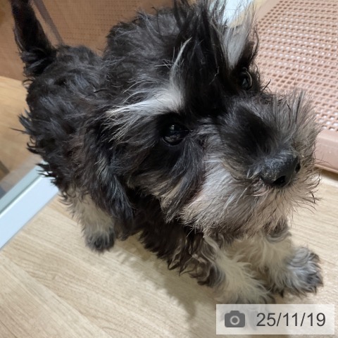 東京都のミニチュアシュナウザー (ペットプラス 日の出店/2025年8月28日生まれ/女の子/ブラックシルバー)の子犬の3枚目の画像