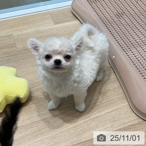 宮城県のチワワ(ロング) (ペットプラス 仙台泉大沢店/2025年8月28日生まれ/男の子/ホワイトクリーム)の子犬の4枚目の画像