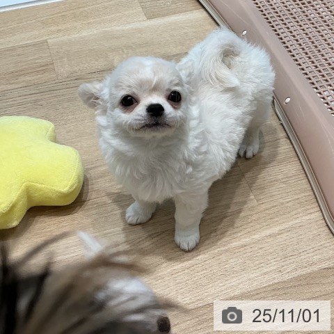 宮城県のチワワ(ロング) (ペットプラス 仙台泉大沢店/2025年8月28日生まれ/男の子/ホワイトクリーム)の子犬の3枚目の画像