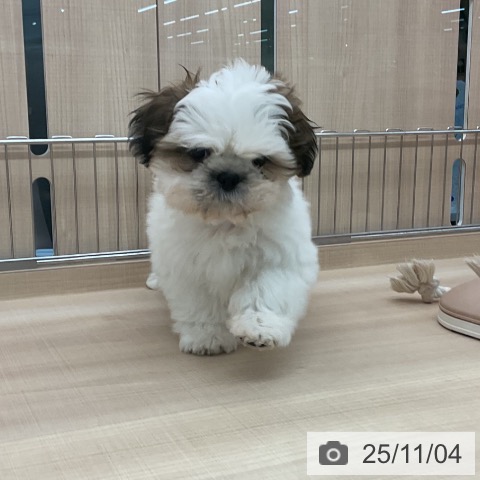 シー・ズーの写真