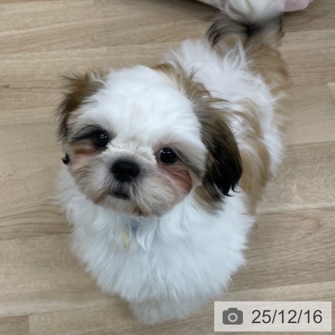 神奈川県のシーズー (ペットプラス 相模原並木店/2025年8月27日生まれ/男の子/ホワイトゴールド)の子犬の3枚目の画像