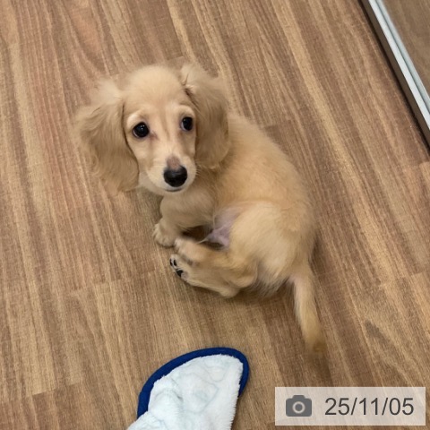 ミニチュア・ダックスフンドの写真