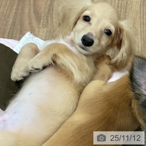 ミニチュア・ダックスフンドの写真