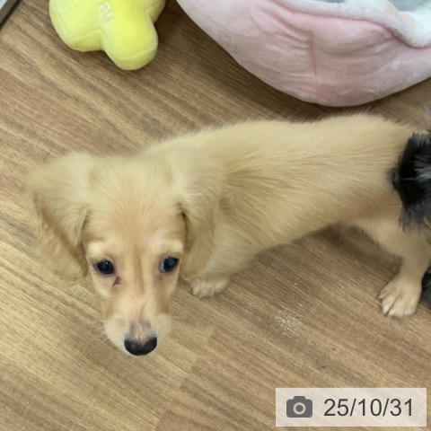 ミニチュア・ダックスフンドの写真