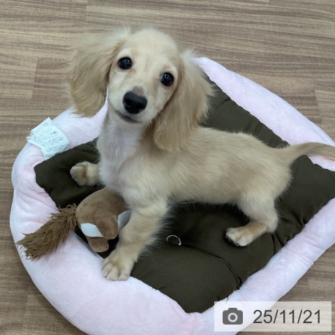 ミニチュア・ダックスフンドの写真