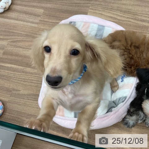 ミニチュア・ダックスフンドの写真