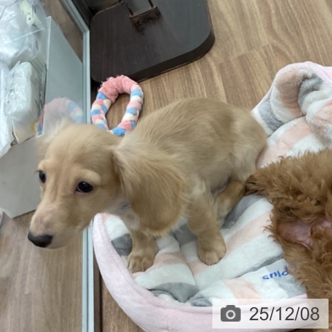 ミニチュア・ダックスフンドの写真