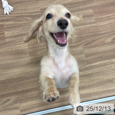 ミニチュア・ダックスフンドの写真