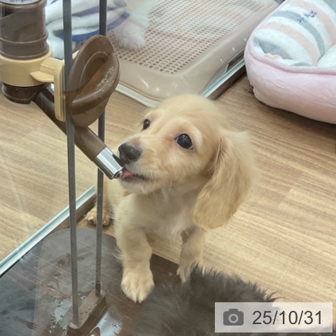 ミニチュア・ダックスフンドの写真