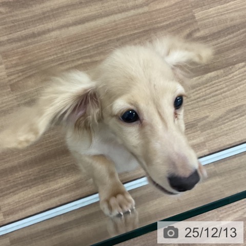 ミニチュア・ダックスフンドの写真