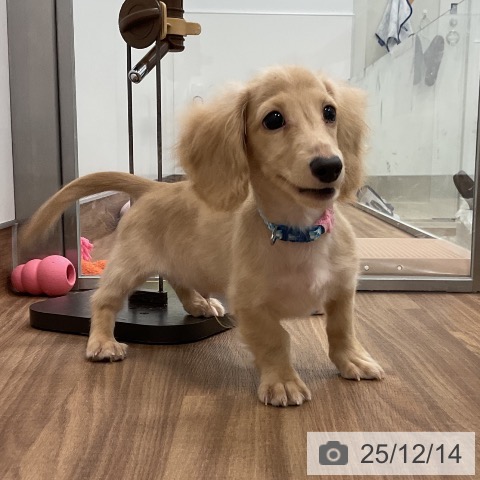 ミニチュア・ダックスフンドの写真