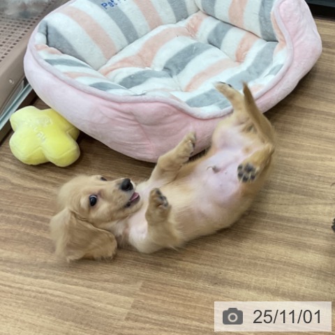 ミニチュア・ダックスフンドの写真