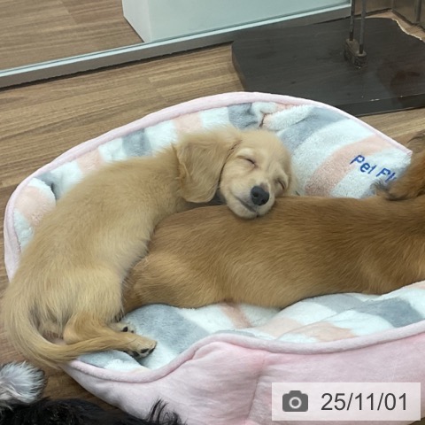 ミニチュア・ダックスフンドの写真