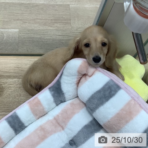 ミニチュア・ダックスフンドの写真