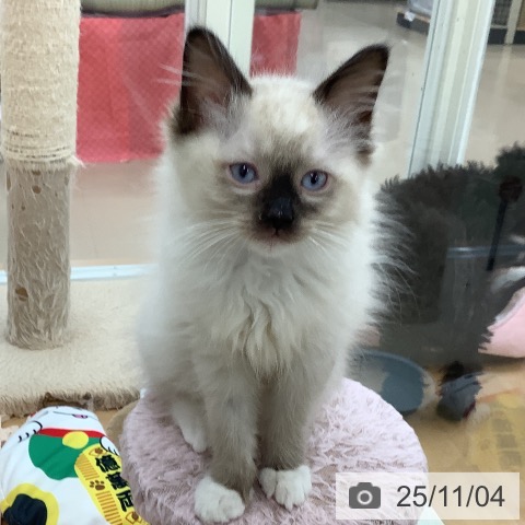 ラグドールの写真