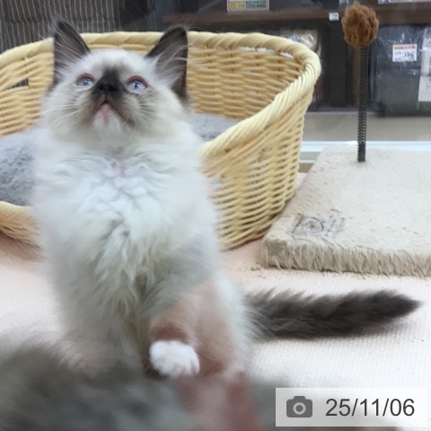 ラグドールの写真