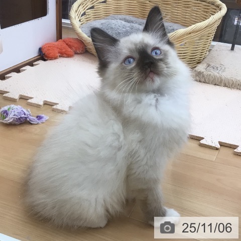 ラグドールの写真