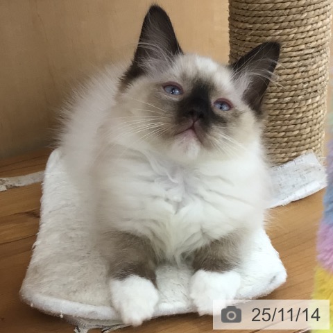 ラグドールの写真