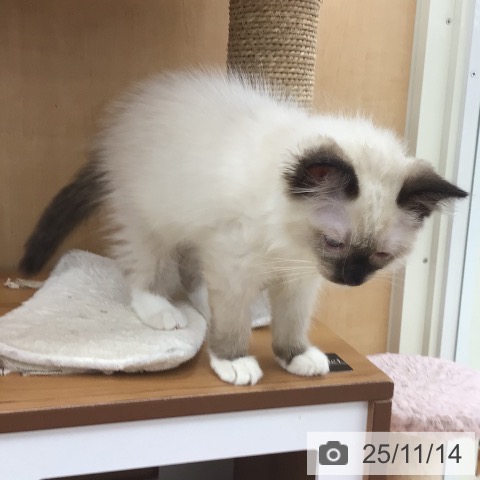 ラグドールの写真