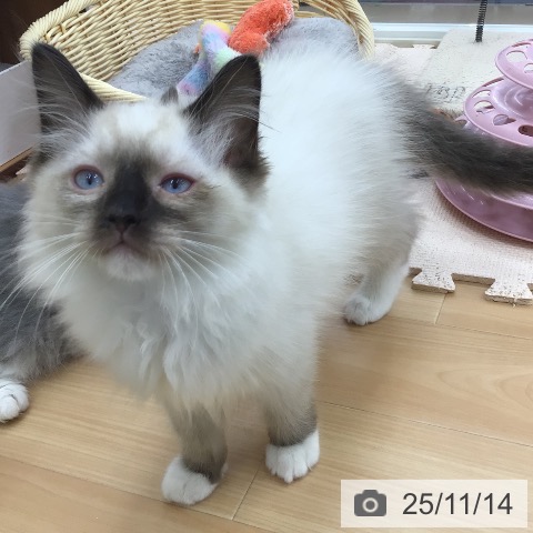 ラグドールの写真