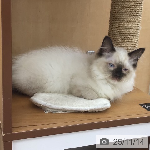 ラグドールの写真