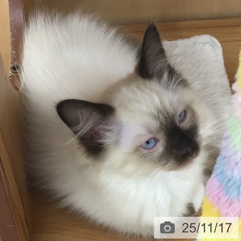 青森県のラグドール (ペットプラス 青森浜田店/2025年8月22日生まれ/男の子/シールポイントミテッド)の子猫の4枚目の画像