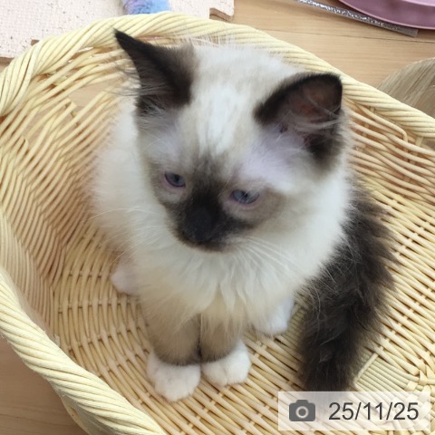 青森県のラグドール (ペットプラス 青森浜田店/2025年8月22日生まれ/男の子/シールポイントミテッド)の子猫の3枚目の画像