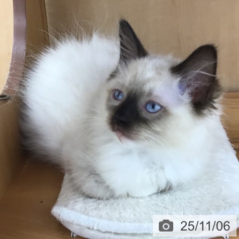 ラグドールの写真