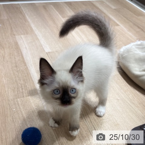 埼玉県のラグドール (ペットプラス 所沢店/2025年8月22日生まれ/女の子/シールポイントミテッド)の子猫の4枚目の画像