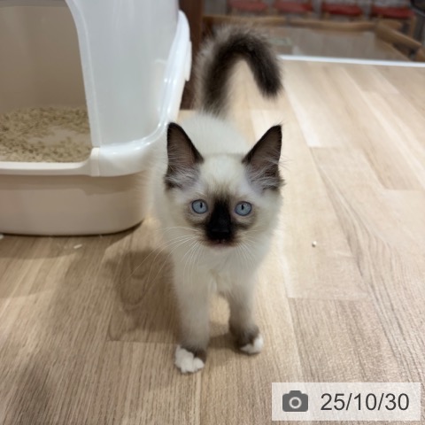 埼玉県のラグドール (ペットプラス 所沢店/2025年8月22日生まれ/女の子/シールポイントミテッド)の子猫の3枚目の画像