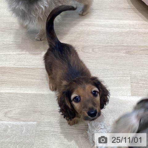 ミニチュア・ダックスフンドの写真