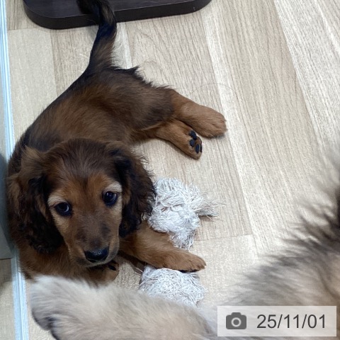 ミニチュア・ダックスフンドの写真