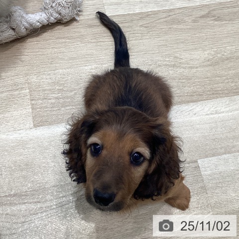 ミニチュア・ダックスフンドの写真