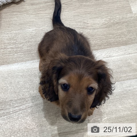 ミニチュア・ダックスフンドの写真