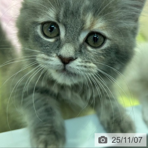 神奈川県のスコティッシュフォールド (ペットプラス 天王町店/2025年8月29日生まれ/女の子/ブルーパッチドタビー)の子猫の3枚目の画像