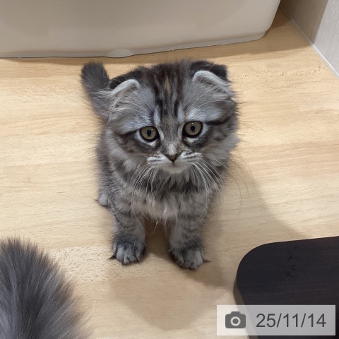 スコティッシュフォールドの写真