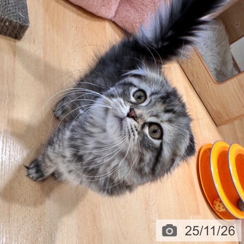 千葉県のスコティッシュフォールド (ペットプラス ユーカリが丘店/2025年8月29日生まれ/女の子/シルバーパッチドタビー)の子猫の4枚目の画像