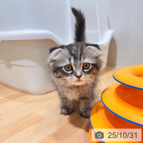 スコティッシュフォールドの写真