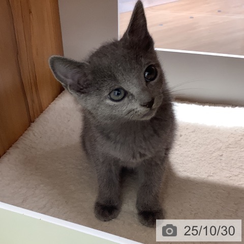 ロシアンブルーの写真