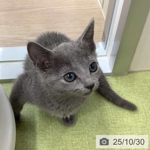 ロシアンブルーの写真