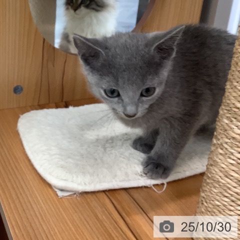 ロシアンブルーの写真