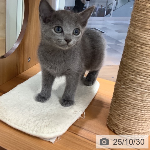 ロシアンブルーの写真